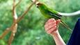 A green parrot perched on a human hand.