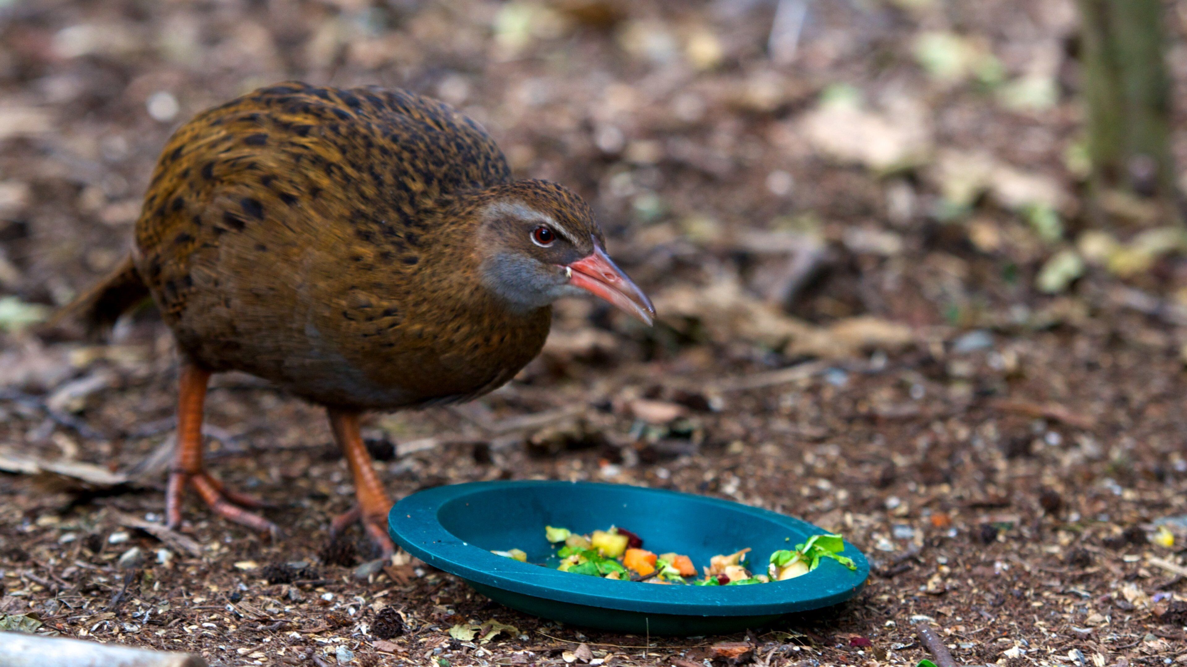 Kiwi and Birdlife Park showing zoo animals and bird life