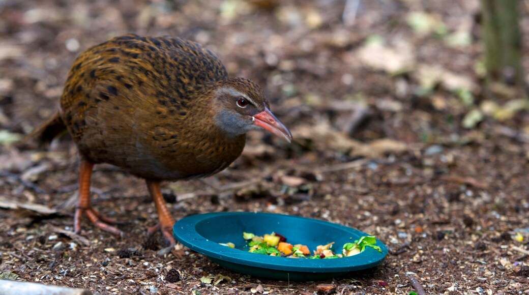 Kiwi and Birdlife Park que inclui animais de zoolĂłgico e vida das aves
