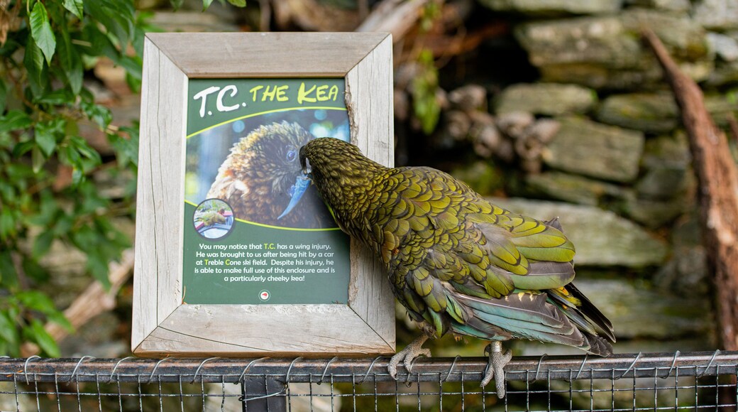Kiwi and Birdlife Park featuring signage, zoo animals and bird life