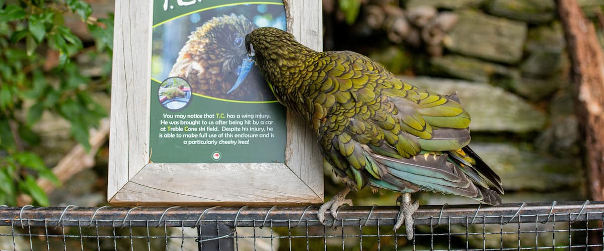 Kiwi and Birdlife Park featuring signage, zoo animals and bird life