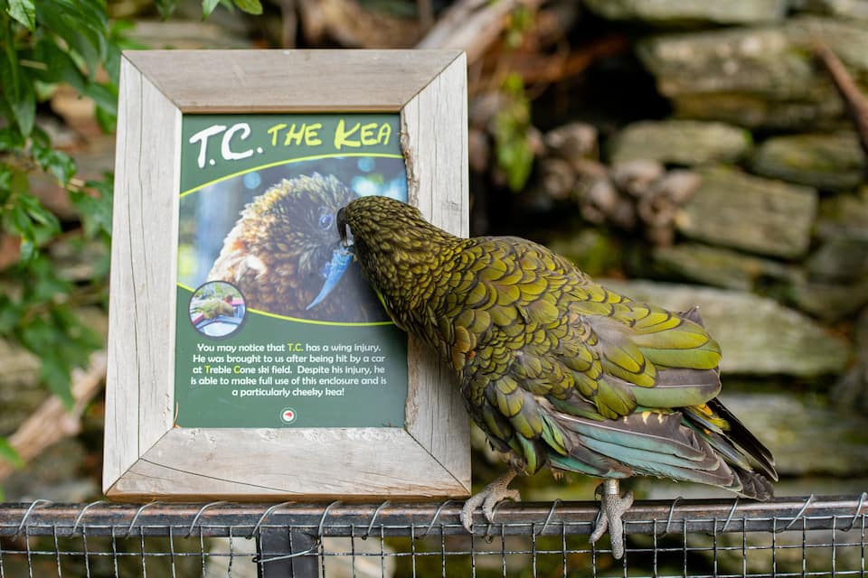 A bird with a wing injury perched on a fence next to a sign reading "T.C. THE KEA".