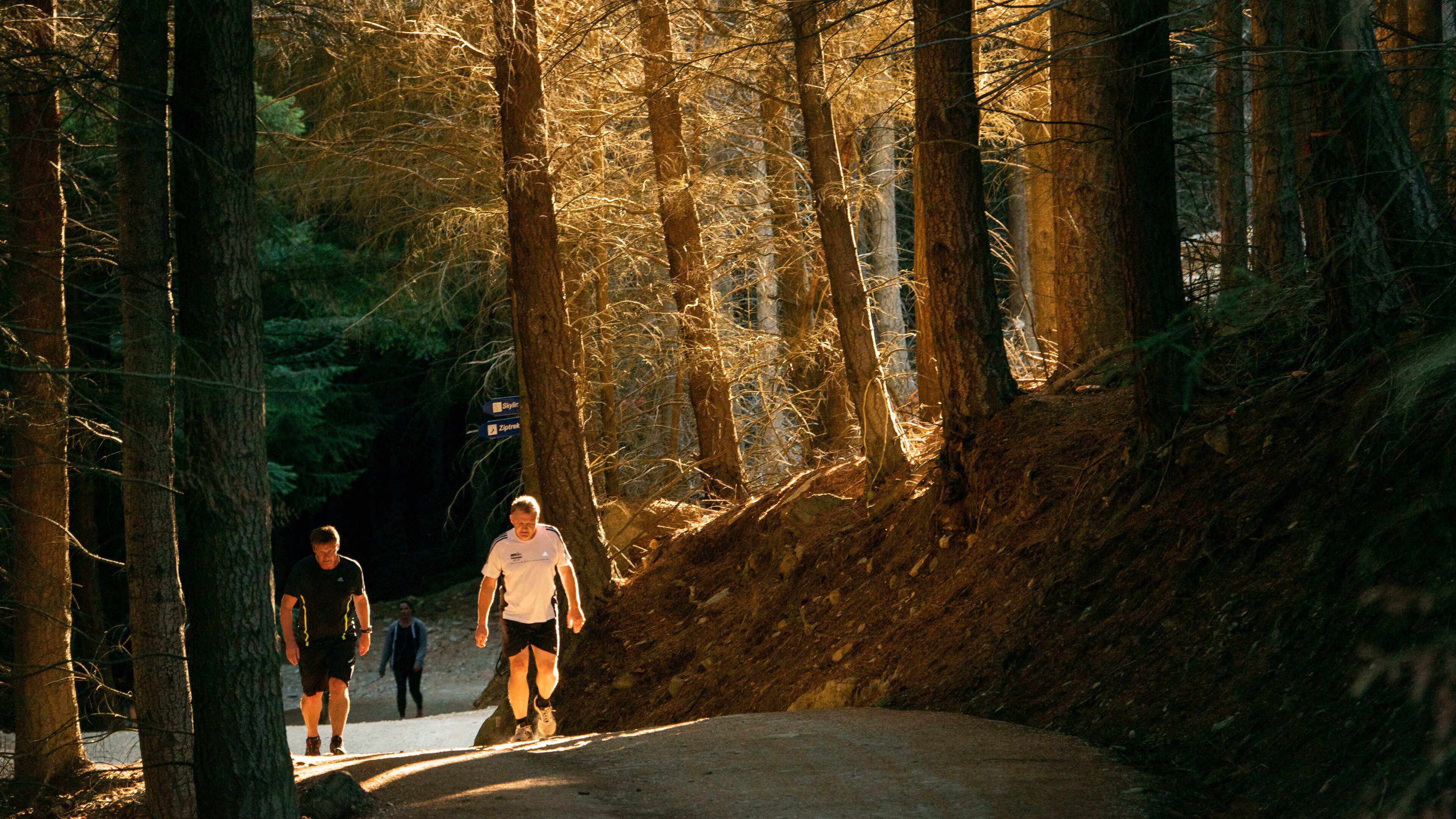 Bob\'s Peak featuring forest scenes and hiking or walking as well as a couple