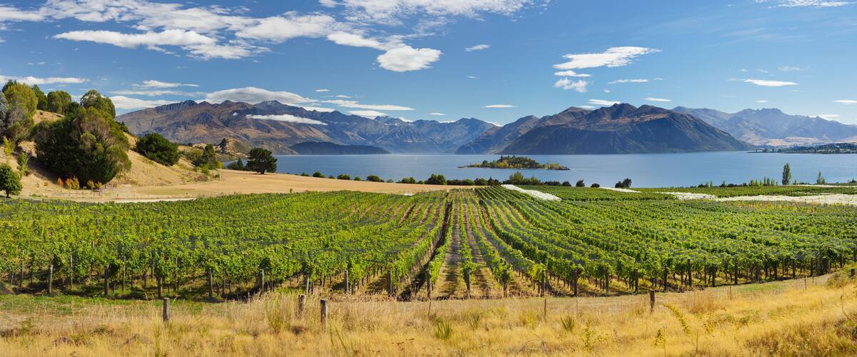 Rippon Weinberge, Ruby Island, Lake Wanaka, Otago, Südinsel, Neuseeland
