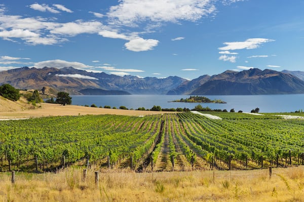 Rippon Weinberge, Ruby Island, Lake Wanaka, Otago, Südinsel, Neuseeland