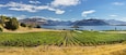 Rippon Weinberge, Ruby Island, Lake Wanaka, Otago, Südinsel, Neuseeland