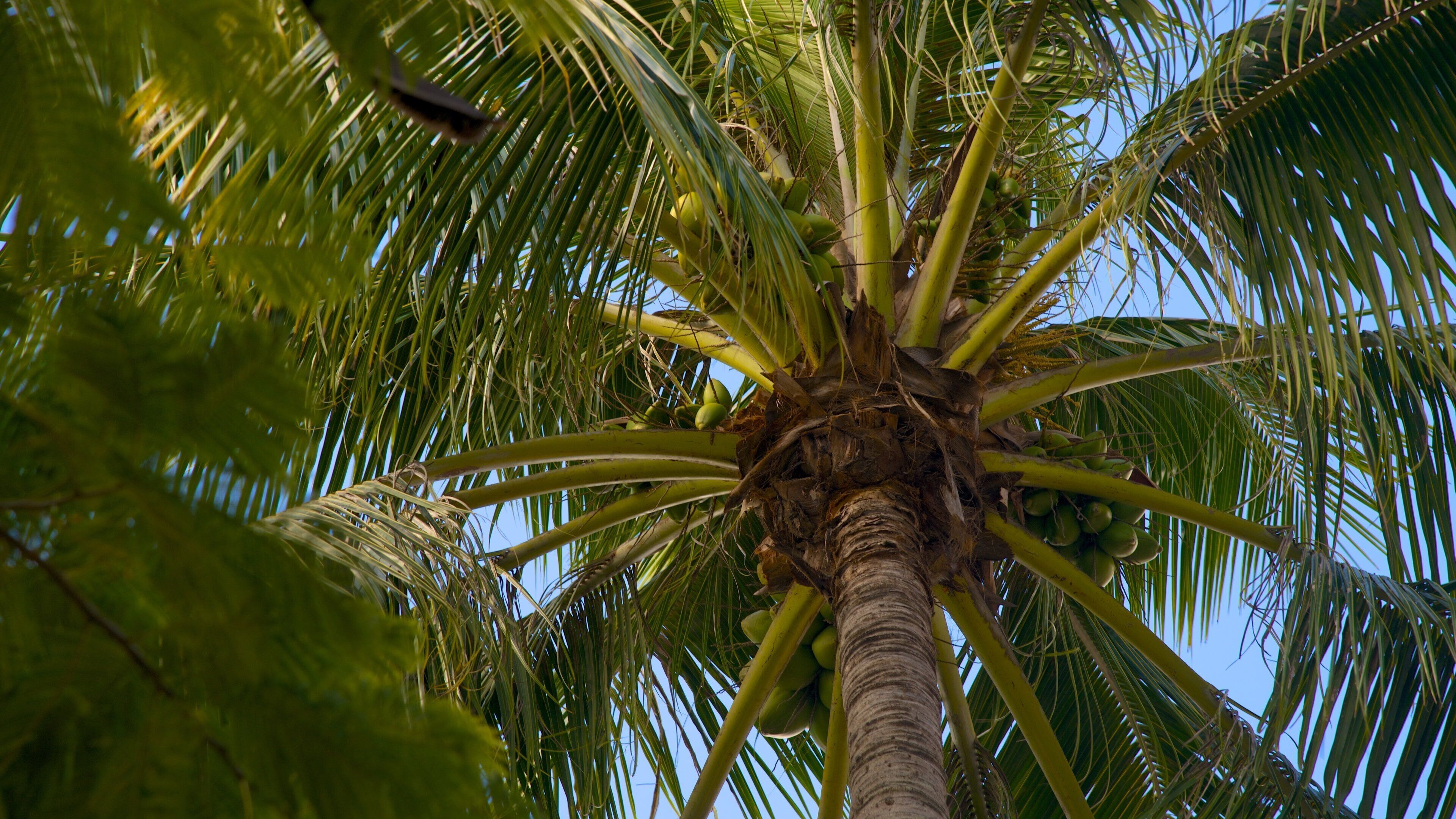 Place des Cocotiers showing tropical scenes