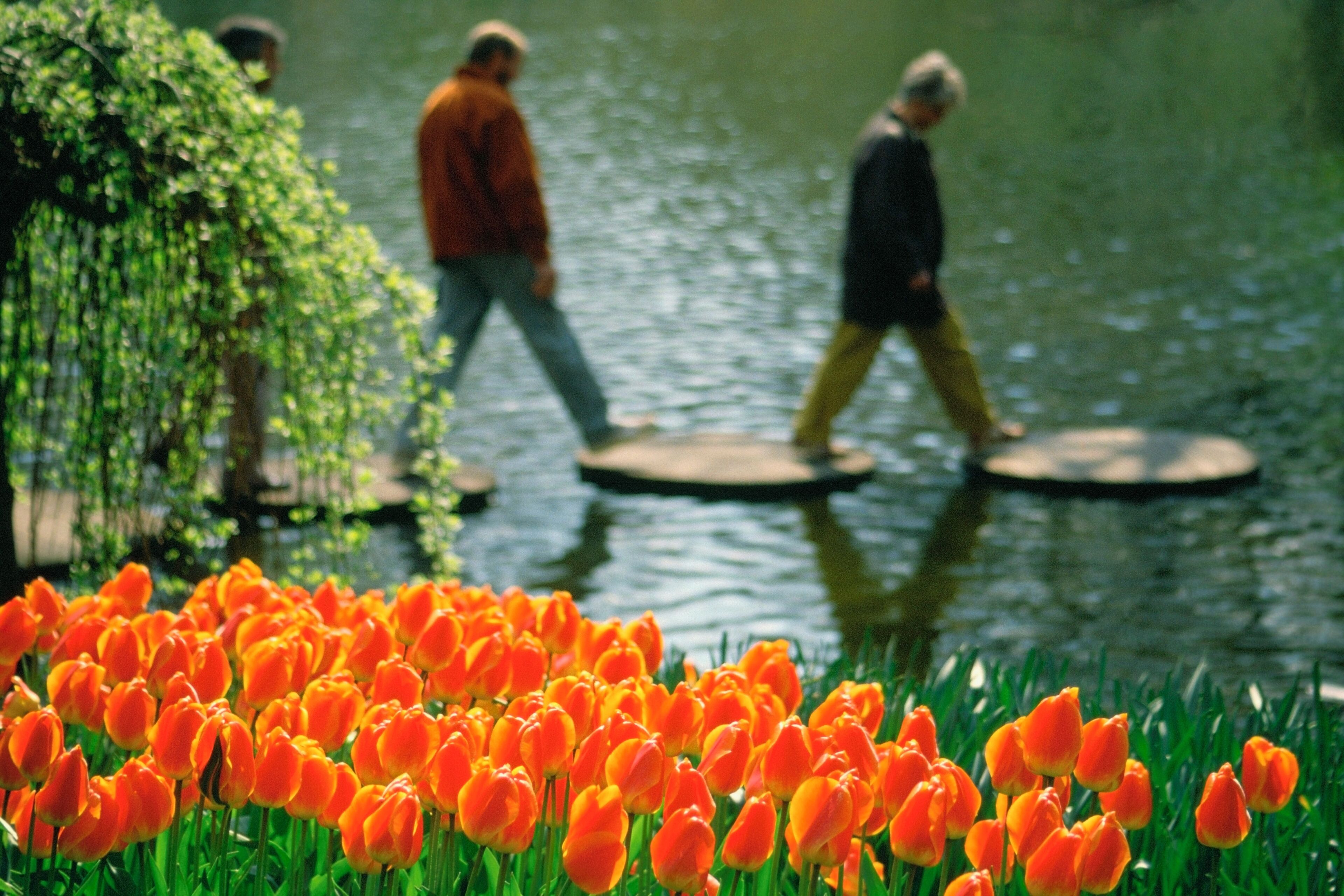 Close-up of red tulips in a garden, Keukenhof Gardens, Lisse, Netherlands