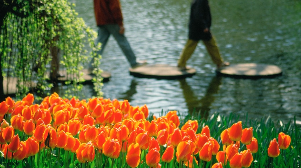 Close-up of red tulips in a garden, Keukenhof Gardens, Lisse, Netherlands