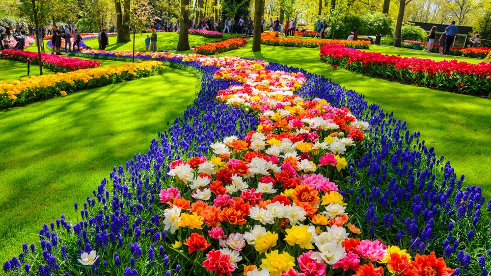 Blooming flowers in Keukenhof park in Netherlands, Europe.