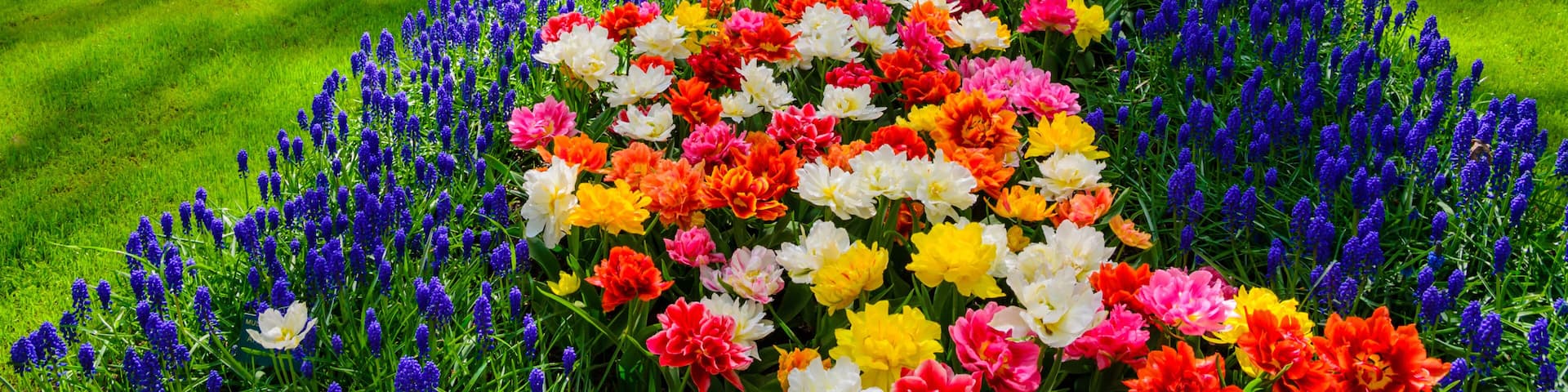 Blooming flowers in Keukenhof park in Netherlands, Europe.