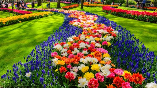 Blooming flowers in Keukenhof park in Netherlands, Europe.