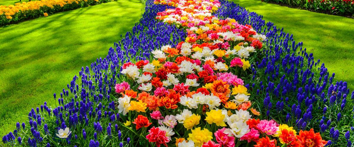 A vibrant flower garden with a variety of colorful blooms and neatly trimmed grass.