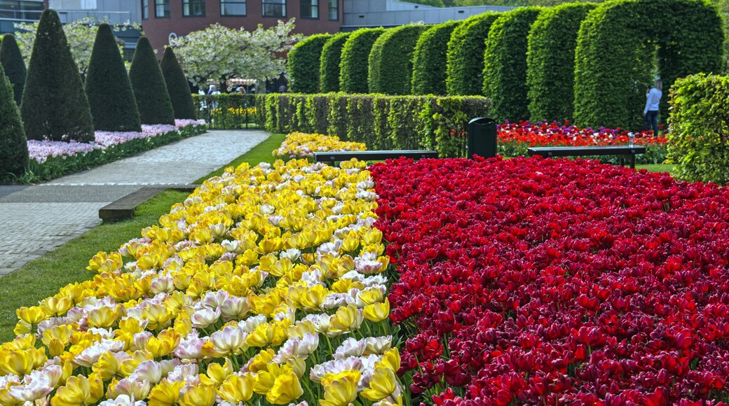 Tulip display at the annual Spring Keukenhof Gardens spectacle near Amsterdam, The Netherlands