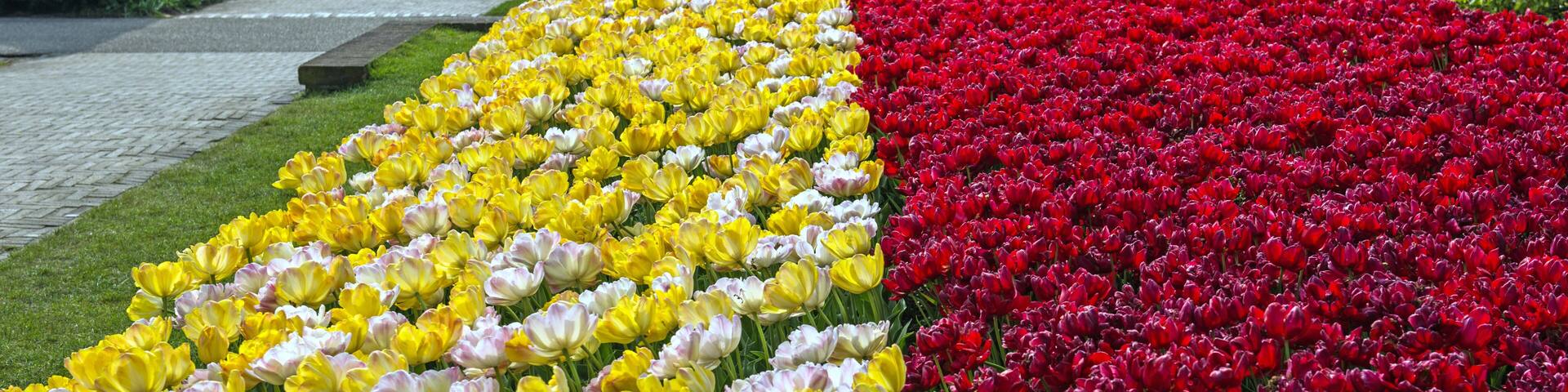 Tulip display at the annual Spring Keukenhof Gardens spectacle near Amsterdam, The Netherlands