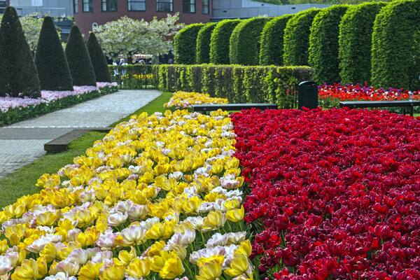 Tulip display at the annual Spring Keukenhof Gardens spectacle near Amsterdam, The Netherlands
