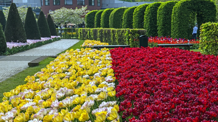 Tulip display at the annual Spring Keukenhof Gardens spectacle near Amsterdam, The Netherlands