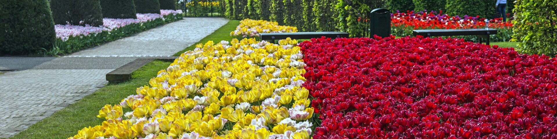 Tulip display at the annual Spring Keukenhof Gardens spectacle near Amsterdam, The Netherlands
