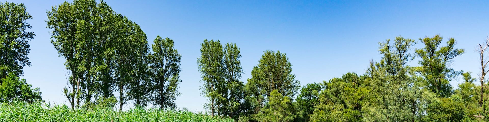 river Amer. National park Hollandse Biesbosch. Drimmelen. The Netherlands
