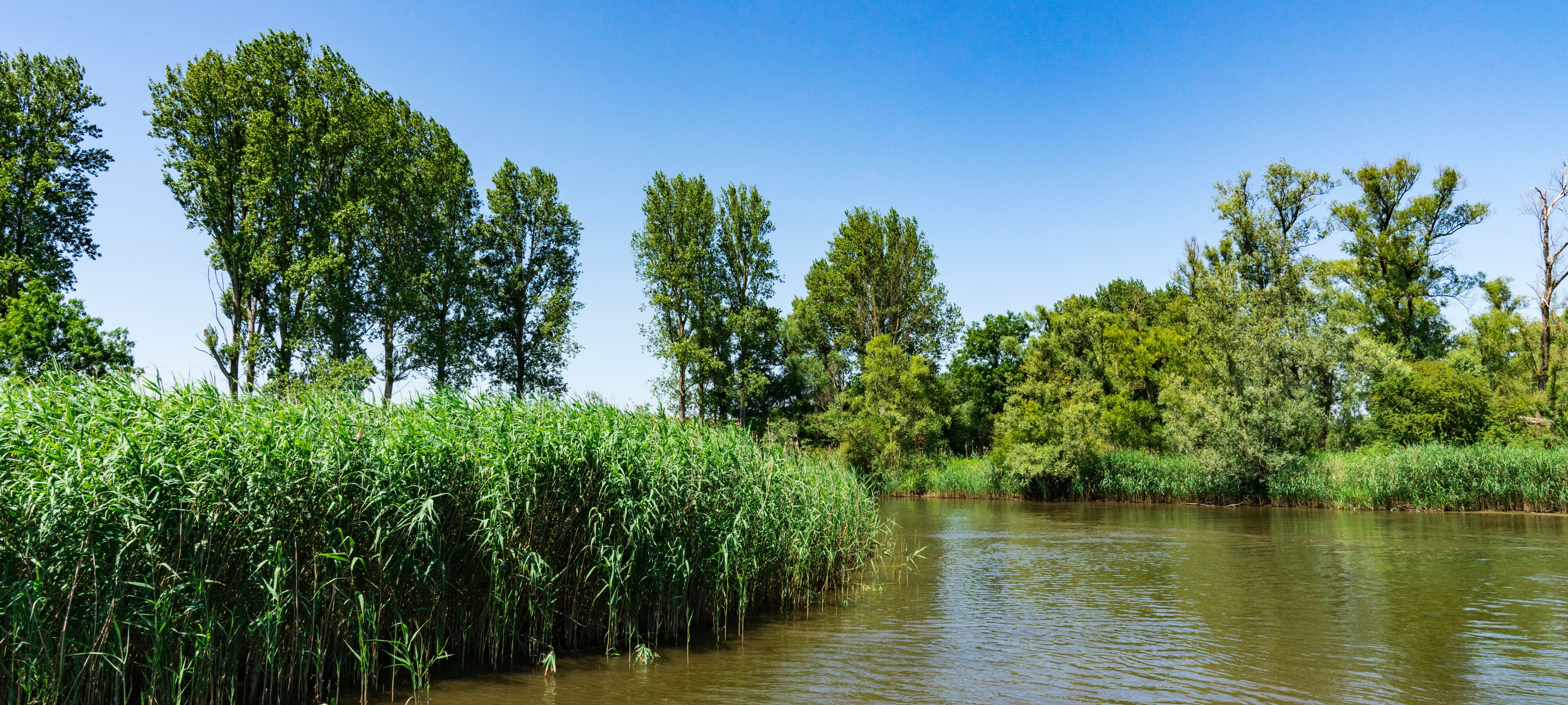 A river with tall grasses and trees along the banks.