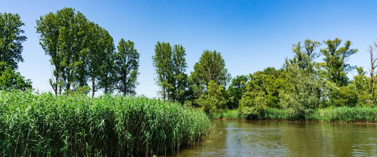 A river with tall grasses and trees along the banks.