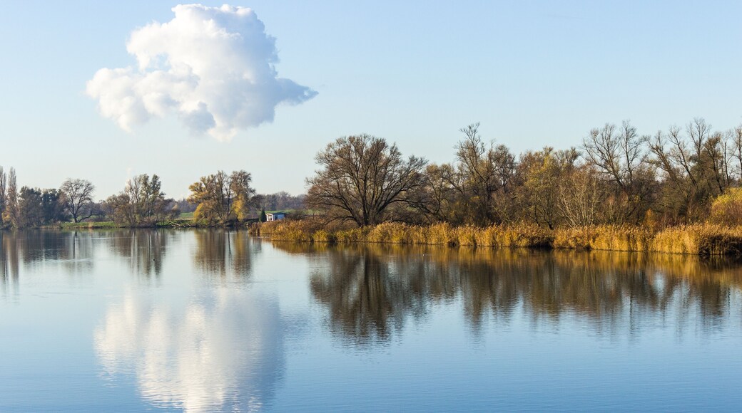 Parque Nacional De Biesbosch
