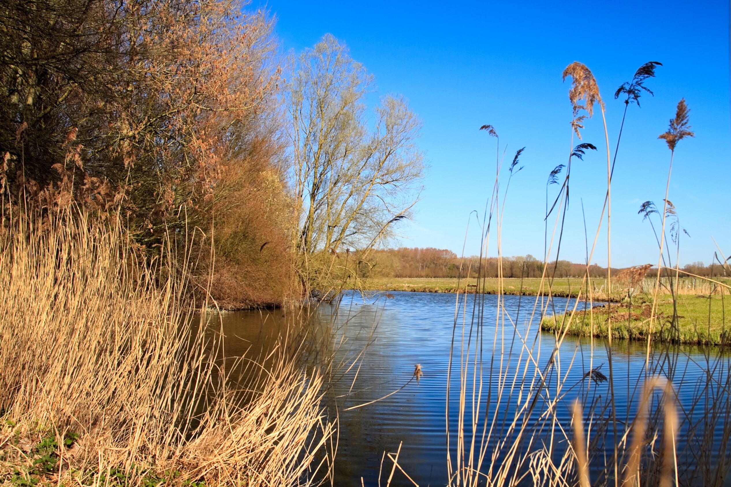 Biesbosch national park