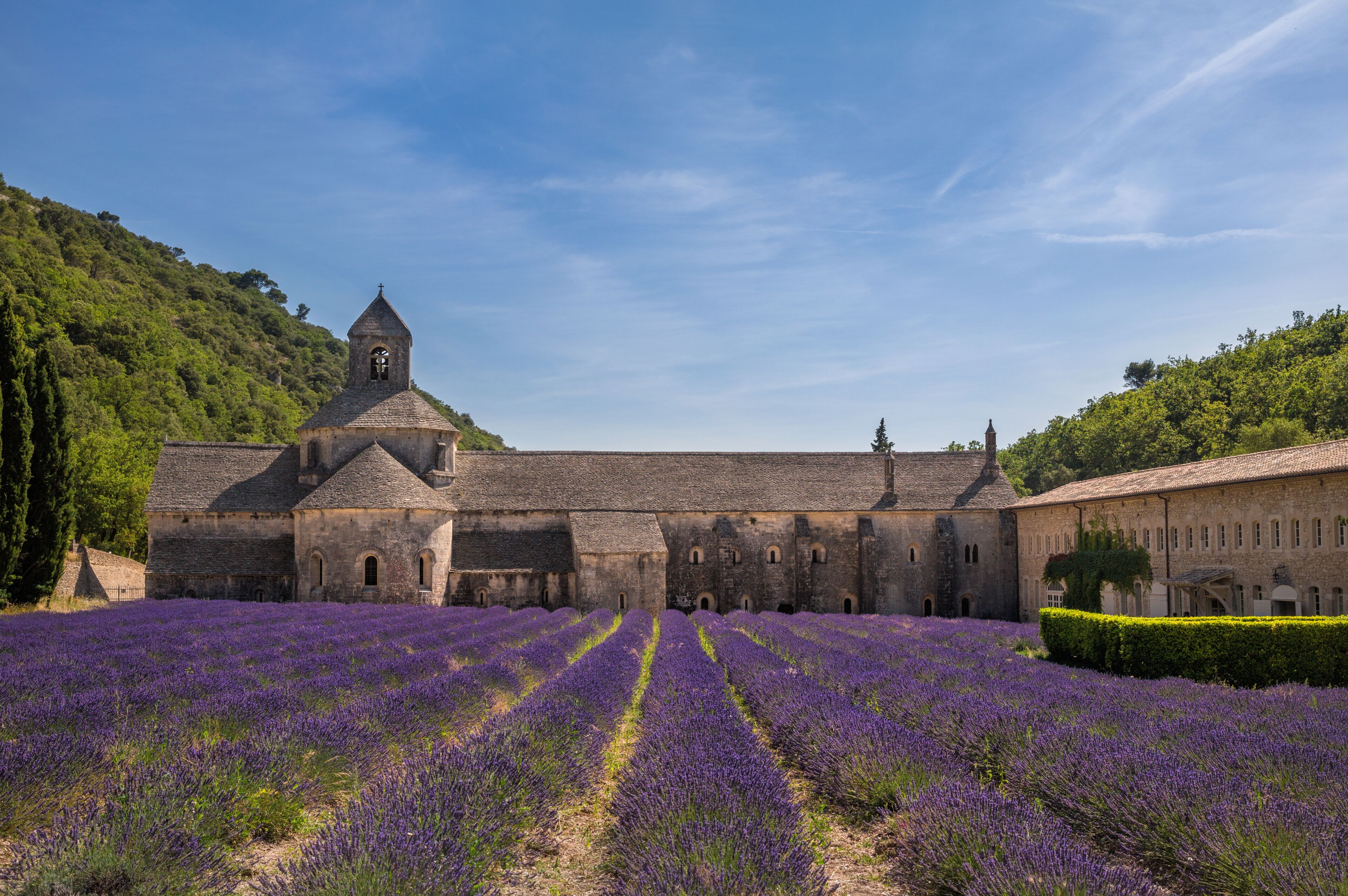 Cistercian Abbey of Senanque and flowering rows of lavender, near Gordes in the Vaucluse, Provence, France