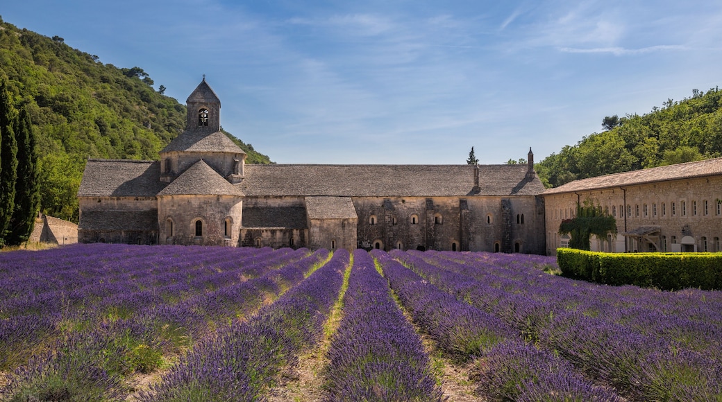 Cistercian Abbey of Senanque and flowering rows of lavender, near Gordes in the Vaucluse, Provence, France