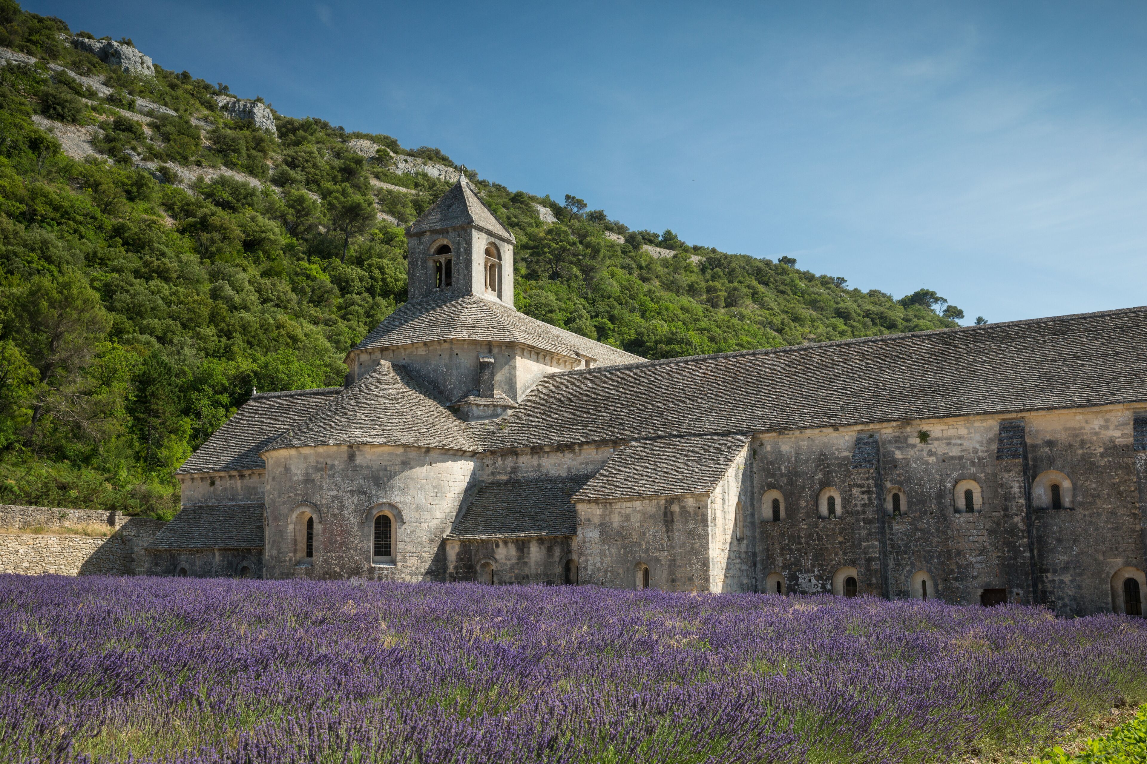Cistercian Abbey of Senanque and flowering rows of lavender, near Gordes in the Vaucluse, Provence, France