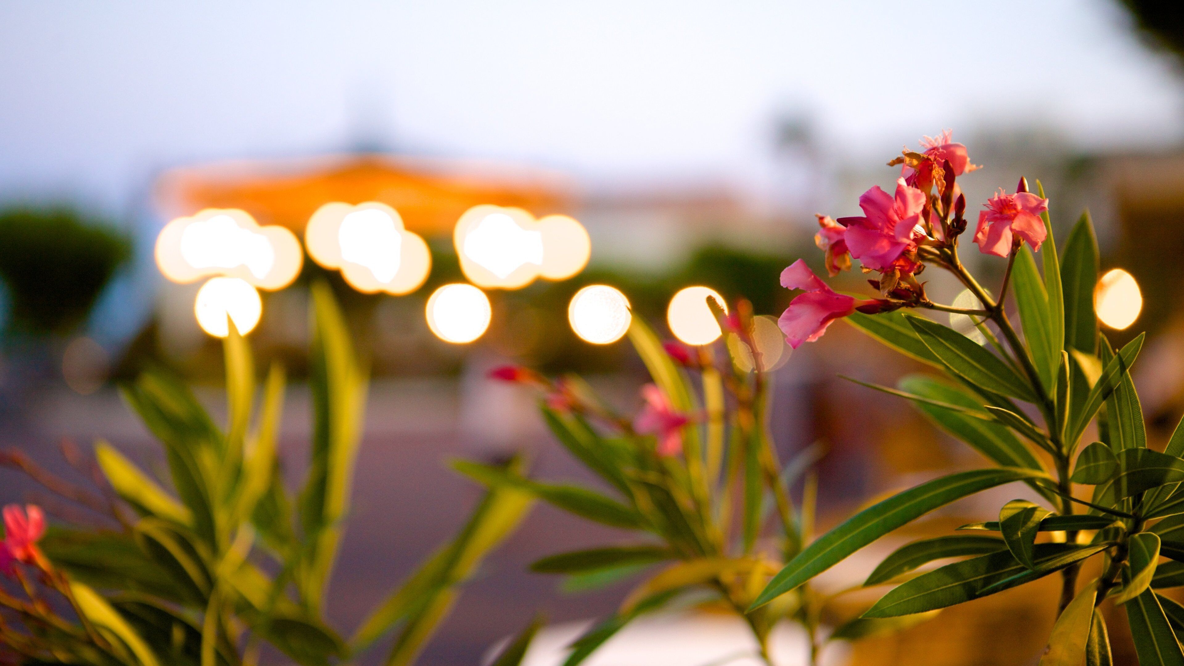 Place St-Nicolas which includes flowers