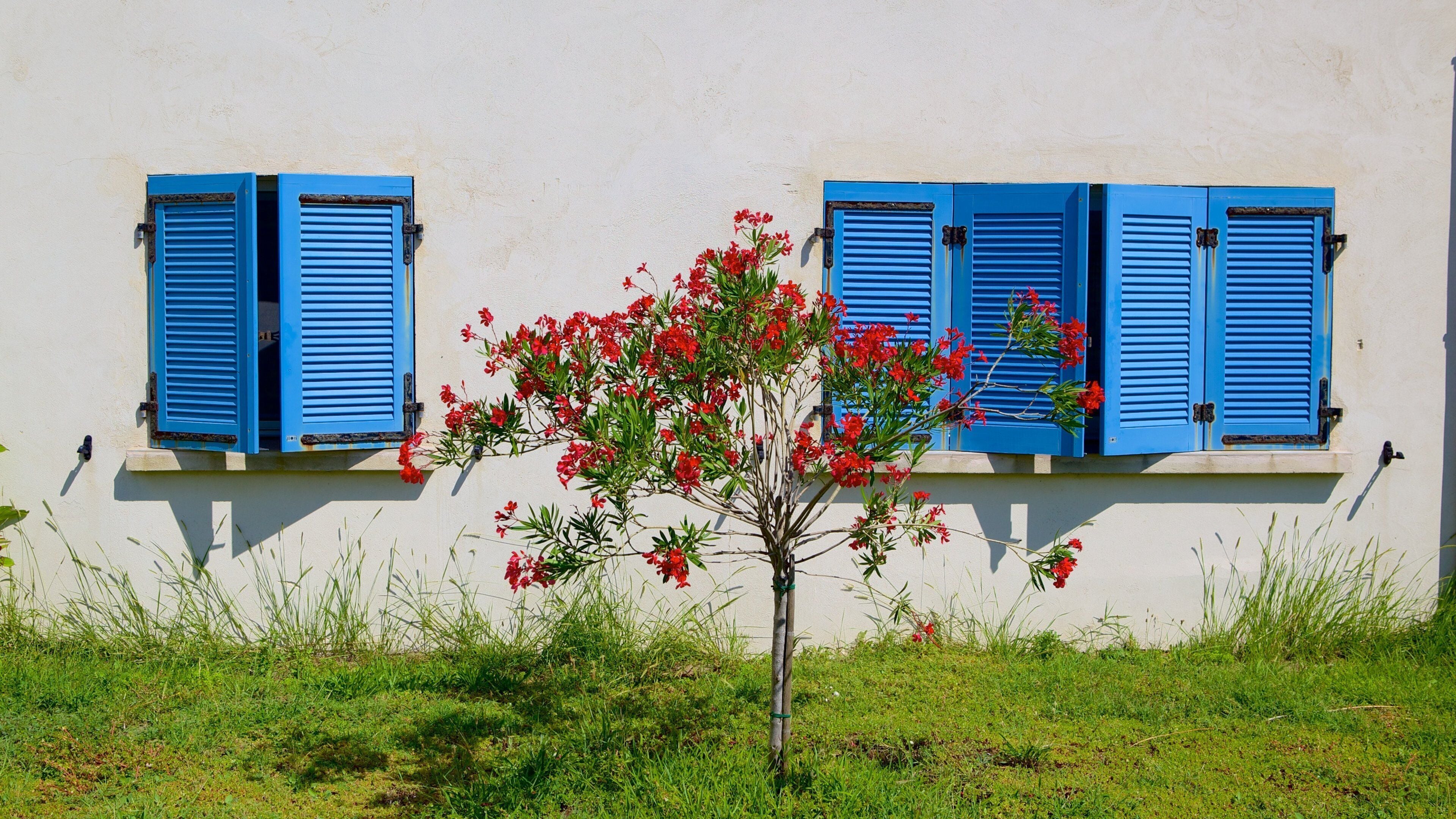 Biguglia showing wildflowers
