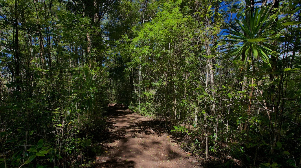 Norfolk Island nasjonalpark fasiliteter samt skoglandskap