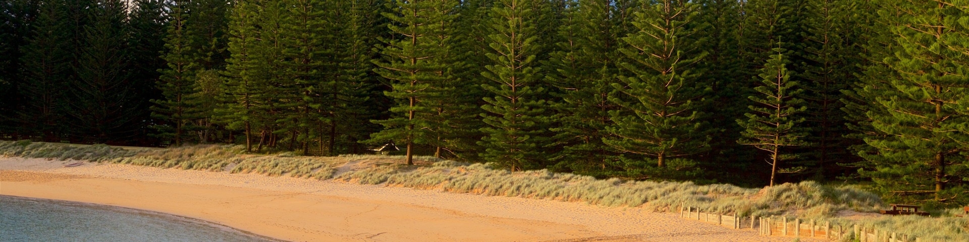 Emily Bay Beach que inclui paisagens litorâneas, uma praia de areia e florestas