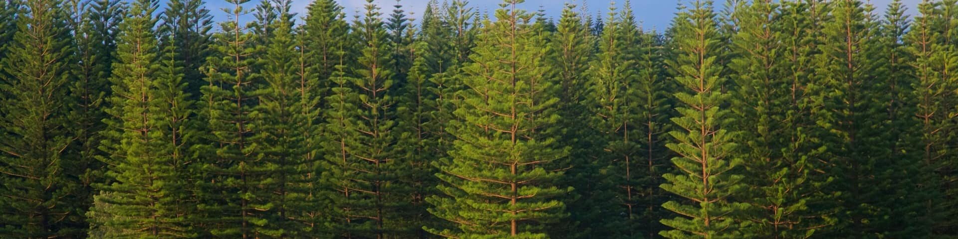 Emily Bay Beach which includes general coastal views, forest scenes and a sandy beach