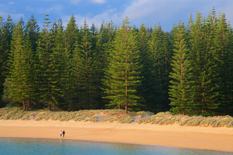 A beach with a forest in the background.