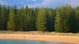 Emily Bay Beach which includes general coastal views, forest scenes and a sandy beach