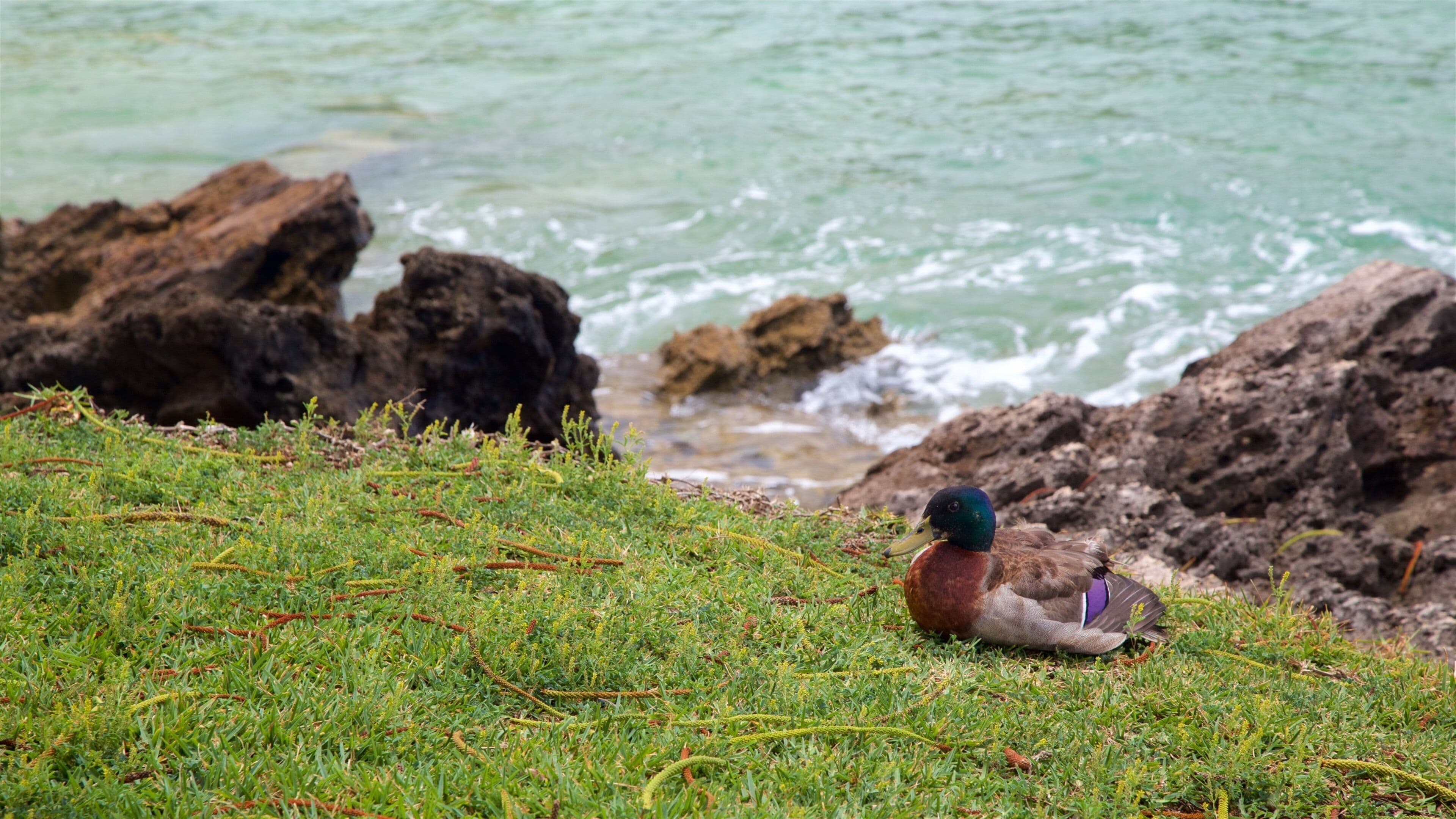 หาด Emily Bay เนื้อเรื่องที่ ชายฝั่งหิน, ชีวิตนก และ ชายฝั่งทะเล