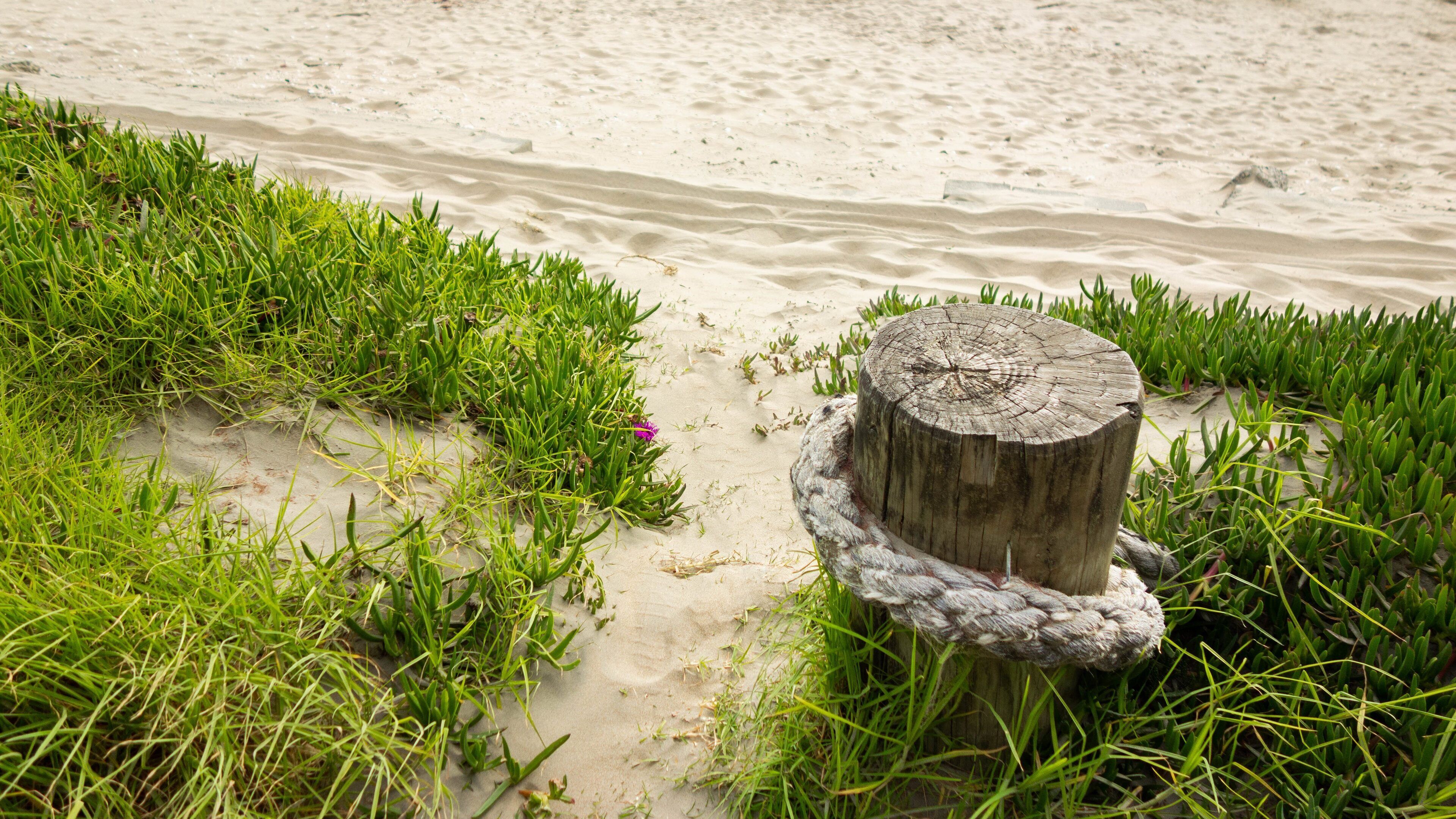 Orewa Beach showing a beach