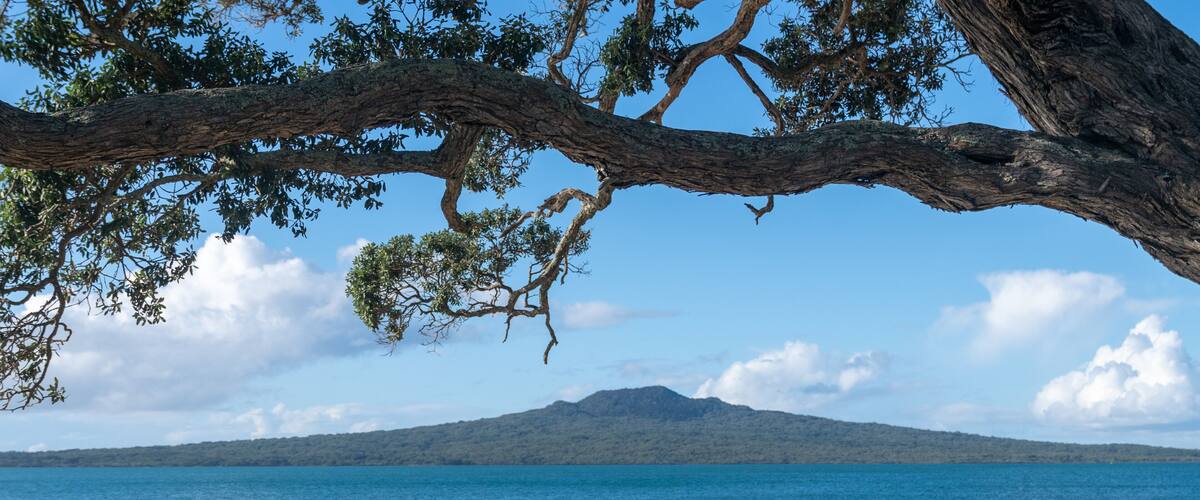 A beach with a large tree branch overhanging, calm blue waters, and a distant mountain.