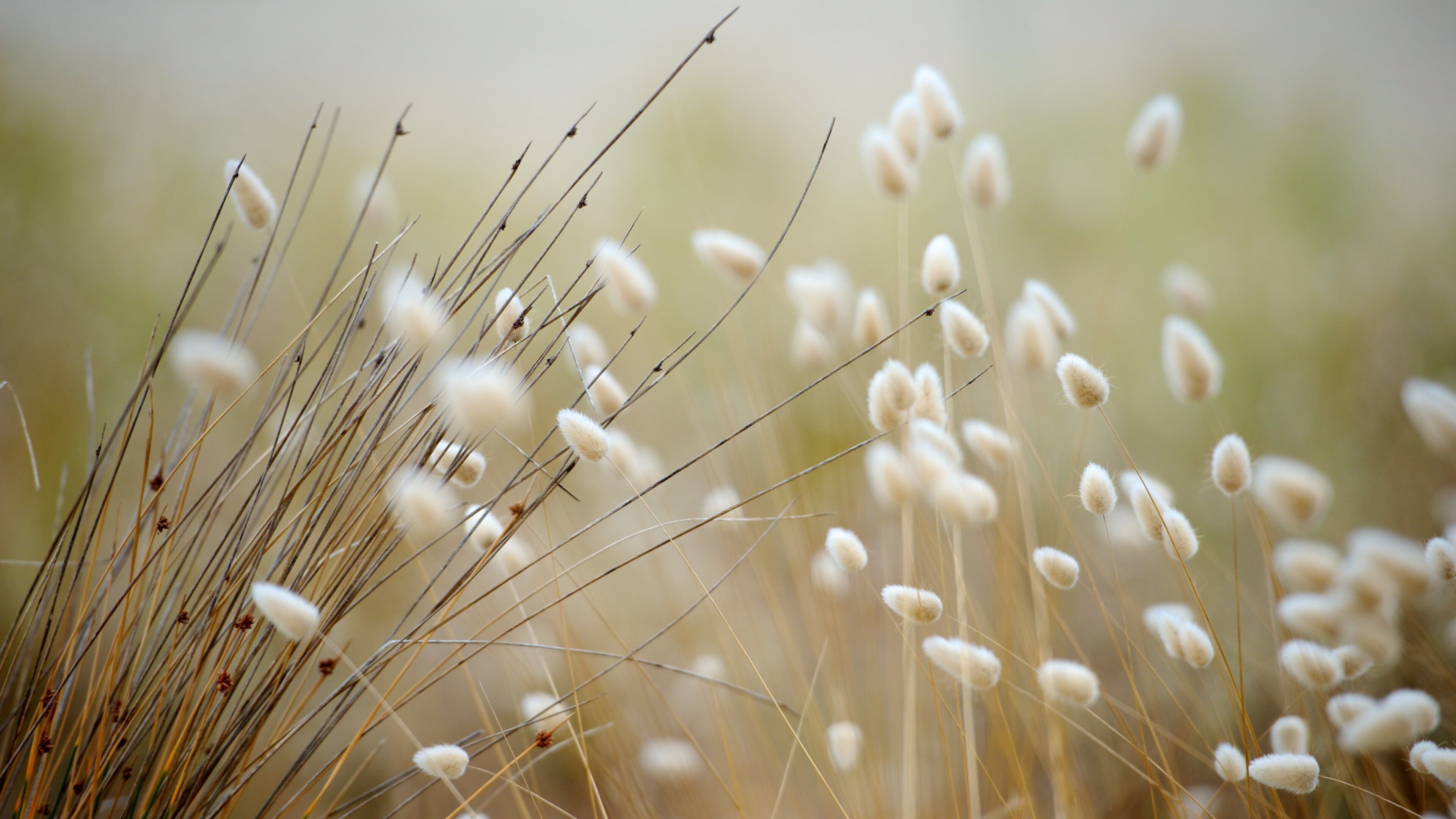 棕櫚海灘 其中包括 花卉 和 野花
