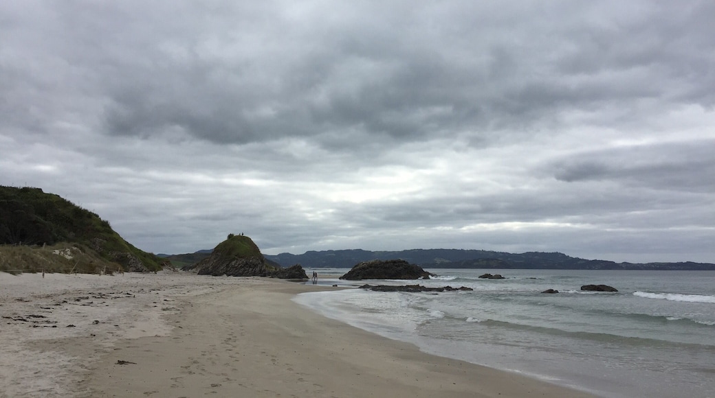Try to spot kiwi, only if you come in the evening, if not. Great surf beach and beautiful drive