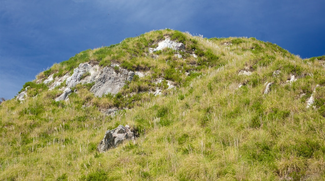 Mangawhai Heads Beach featuring tranquil scenes
