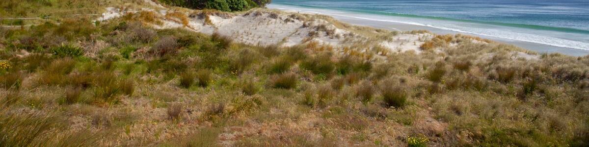 A coastal landscape with a grassy foreground, a sandy beach, and a forested hill.