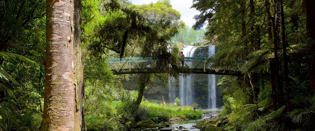 Whangarei Falls que incluye una catarata, un puente y un río o arroyo