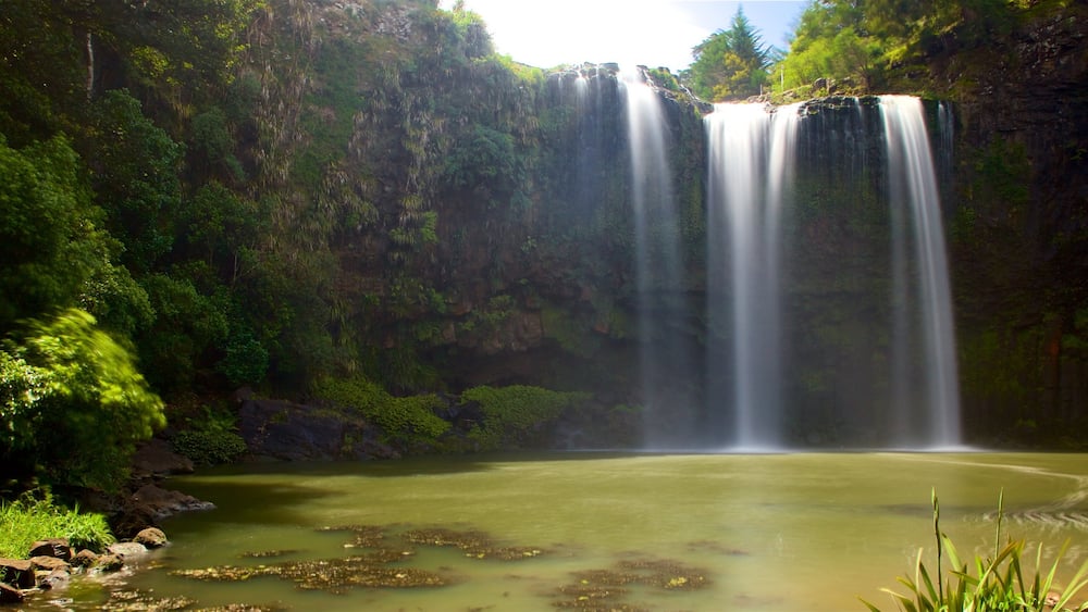 Whangarei Falls showing a waterfall and a river or creek