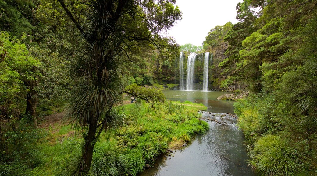 Whangarei Falls showing forests, a cascade and a river or creek