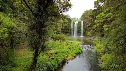 Whangarei Falls which includes a waterfall, forests and a river or creek
