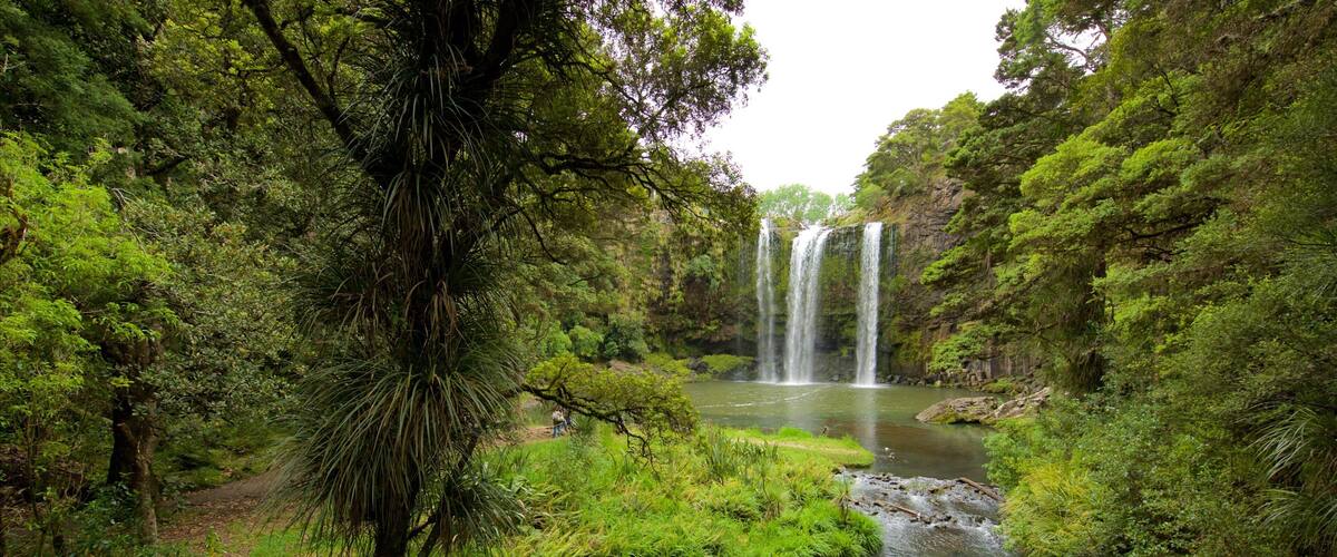A river with waterfalls surrounded by dense green forest.