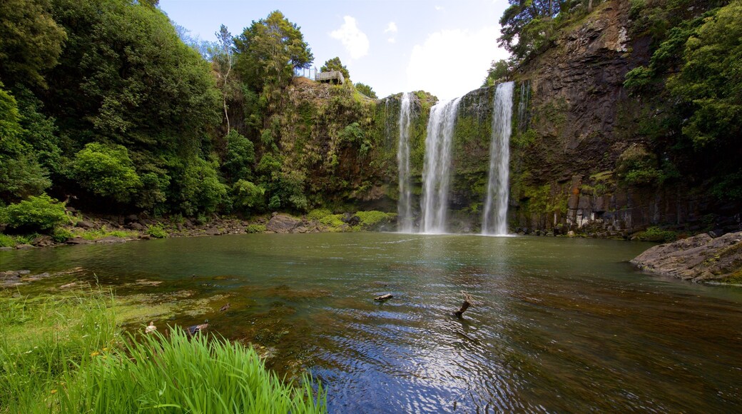 Whangarei Falls showing a cascade, forest scenes and a river or creek